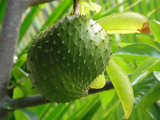 GUANABANA - foto 2